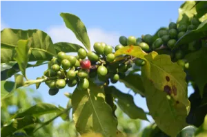 groene koffie
