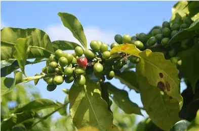 Groene koffie: is het gezond en wat is het?