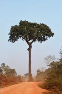 Paranoten